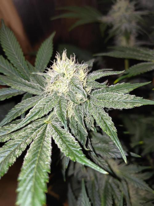 Papaya sherbet fem FB. Week 10