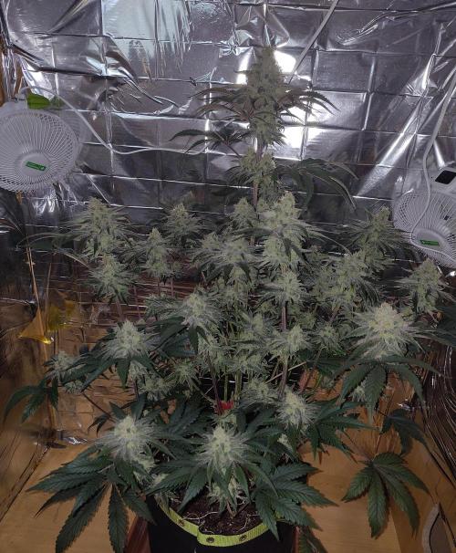 OSS Papaya stank fem. Week 11