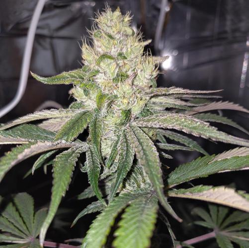 OSS Papaya stank fem. Week 11