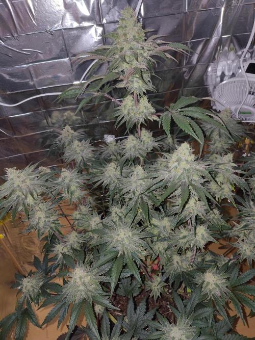OSS Papaya stank fem. Week 11