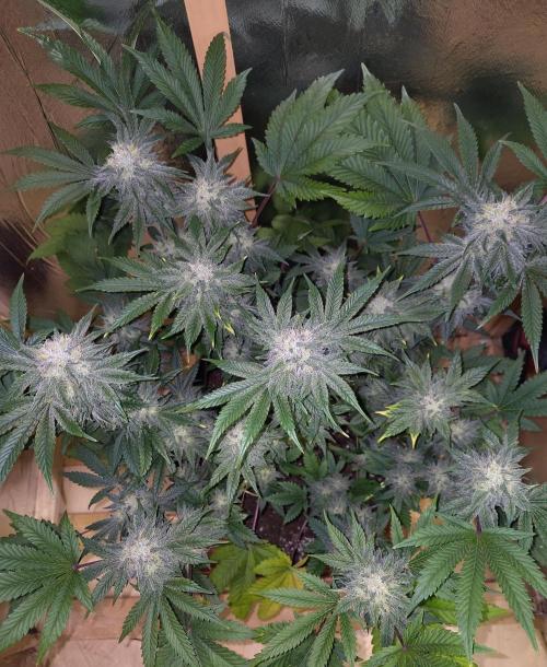 Papaya sherbet fem FB. Week 11