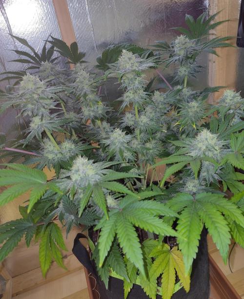 Papaya sherbet fem FB. Week 11