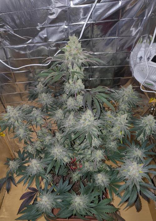 OSS Papaya stank fem. Week 12