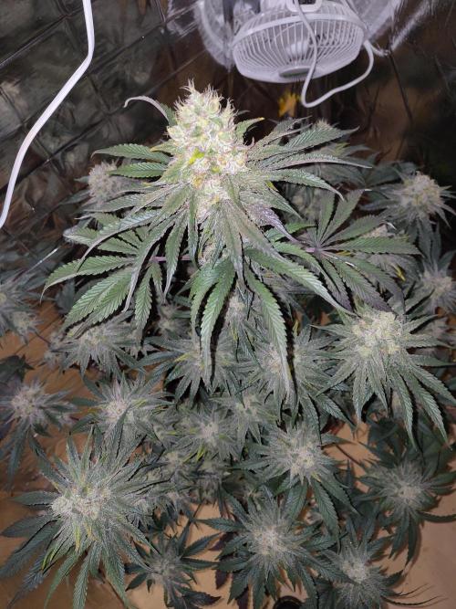 OSS Papaya stank fem. Week 12