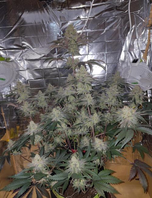 OSS Papaya stank fem. Week 12