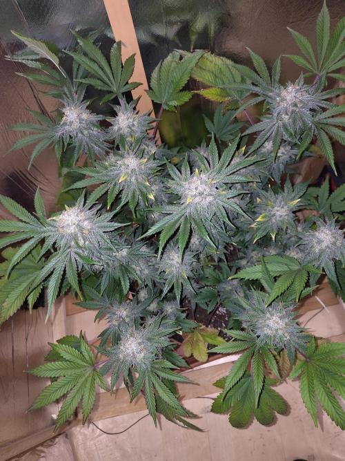 Papaya sherbet fem FB. Week 12