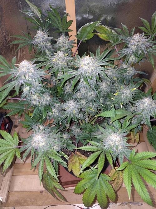 Papaya sherbet fem FB. Week 12