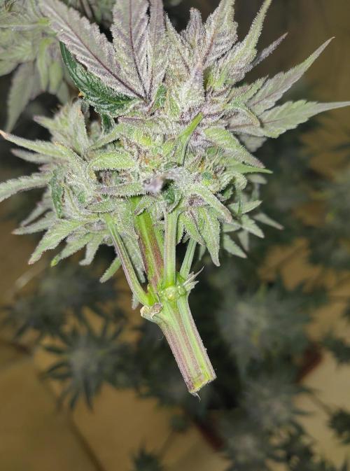 OSS Papaya stank fem. Week 13