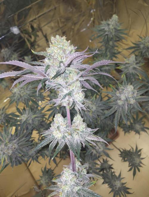 OSS Papaya stank fem. Week 13