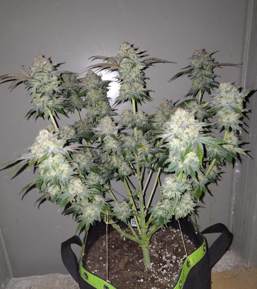 Papaya sherbet fem FB. Week 13