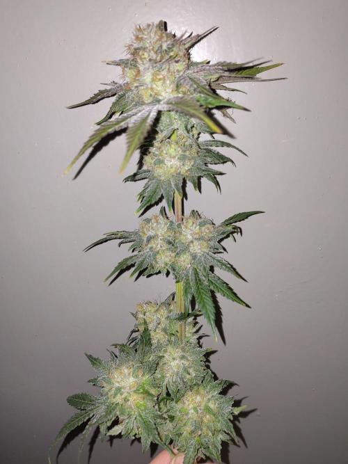 Papaya sherbet fem FB. Week 13