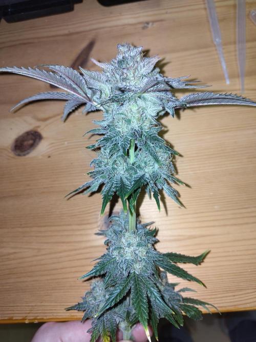 Papaya sherbet fem FB. Week 13