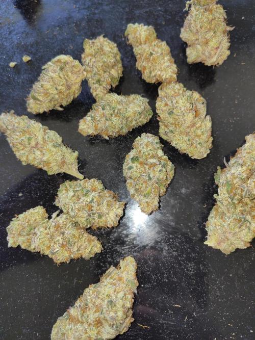 OSS Papaya stank fem. Week 13