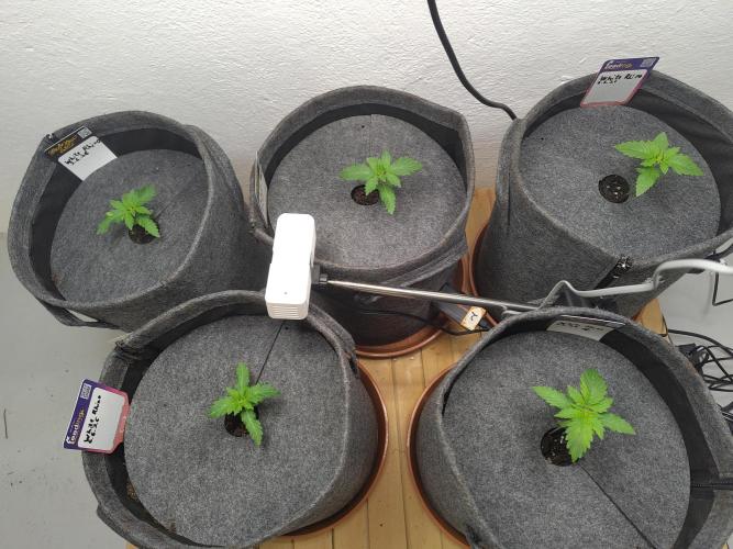 GHS White Rhino. Week 2