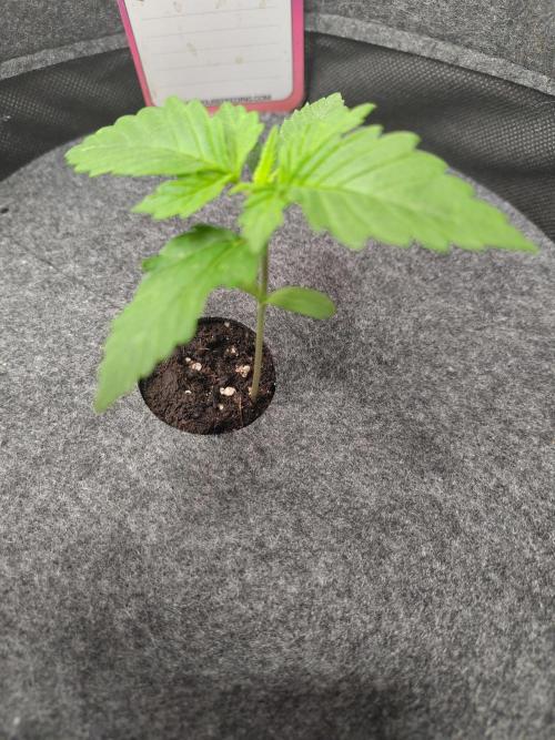 GHS White Rhino. Week 2