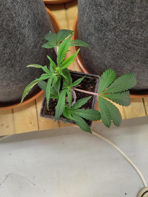 Orange cake (mystery strain). Week 1