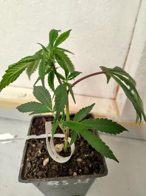 Orange cake (mystery strain). Week 1