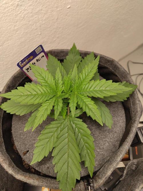 GHS White Rhino. Week 3