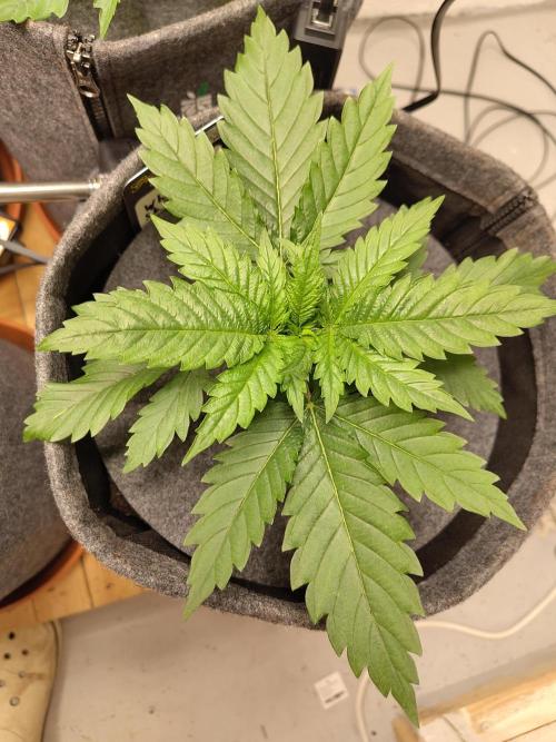 GHS White Rhino. Week 3