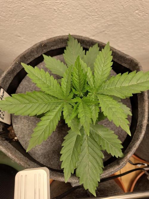 GHS White Rhino. Week 3