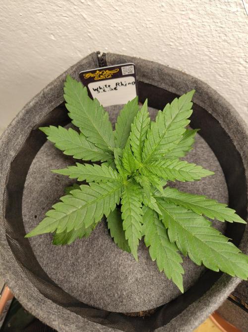 GHS White Rhino. Week 3