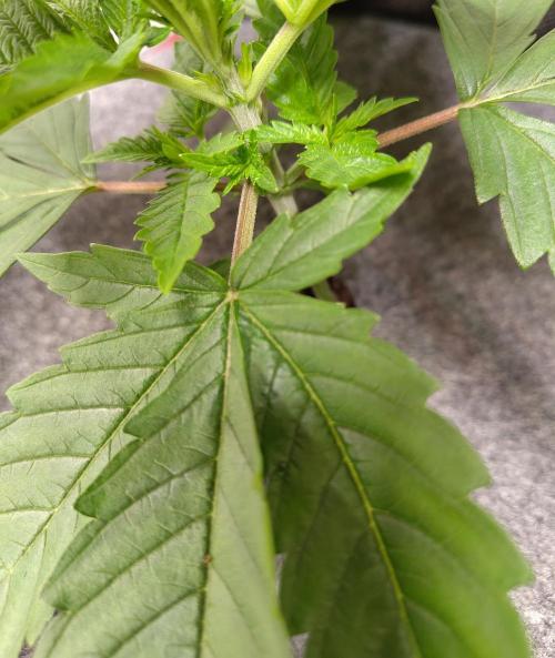 GHS White Rhino. Week 3