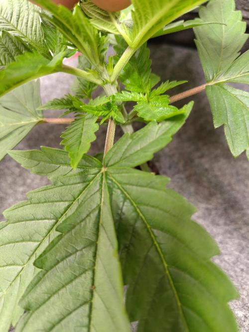 GHS White Rhino. Week 3