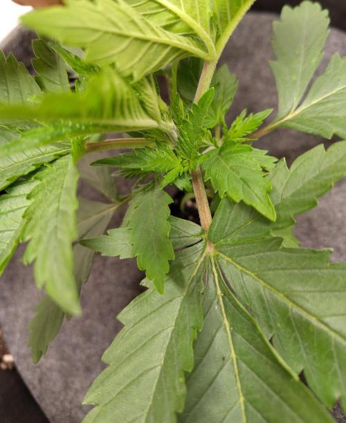 GHS White Rhino. Week 3