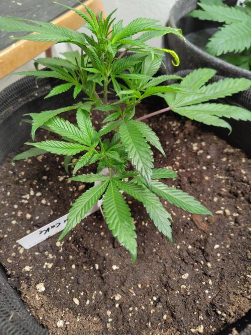 Orange cake (mystery strain). Week 2