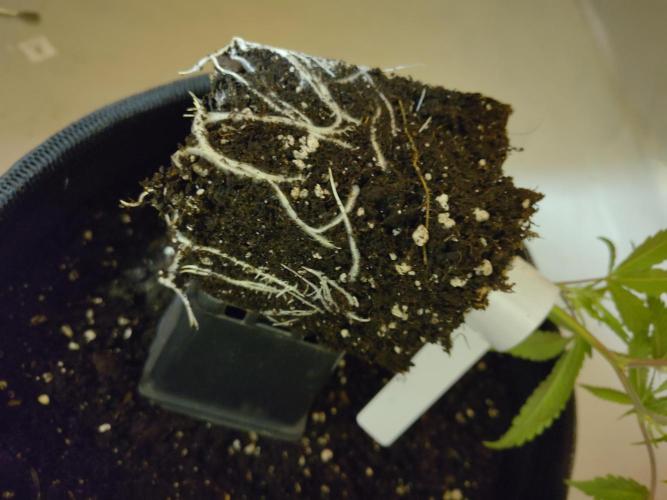 Orange cake (mystery strain). Week 2