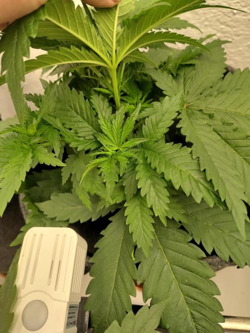 GHS White Rhino. Week 4
