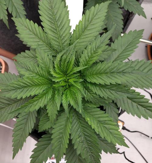 GHS White Rhino. Week 4