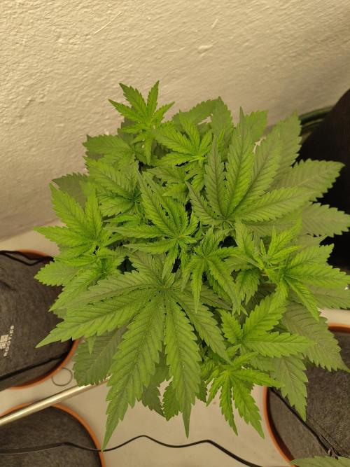 White Rhino. Week 4