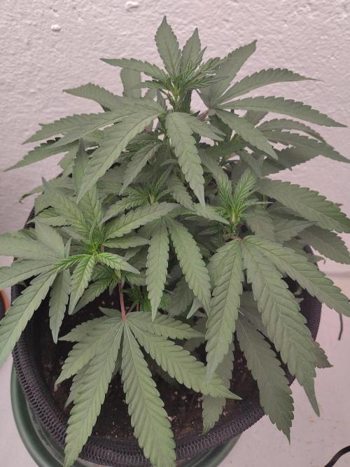 Orange cake (mystery strain). Week 3
