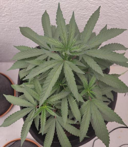 Orange cake (mystery strain). Week 3