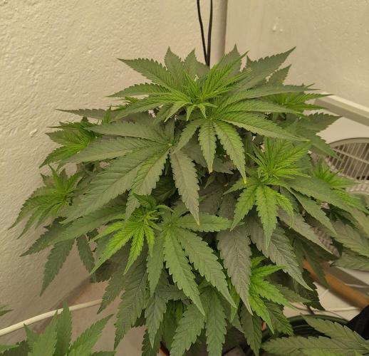 GHS White Rhino. Week 5