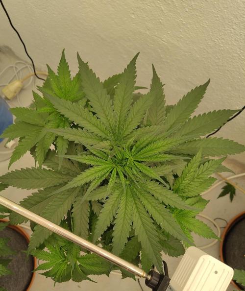 GHS White Rhino. Week 5
