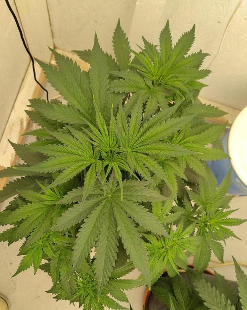 GHS White Rhino. Week 5
