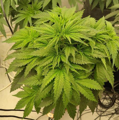 White Rhino. Week 5