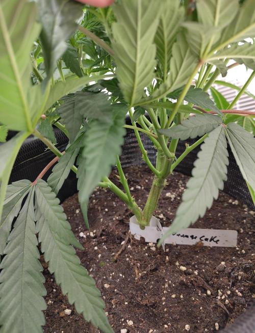 Orange cake (mystery strain). Week 4