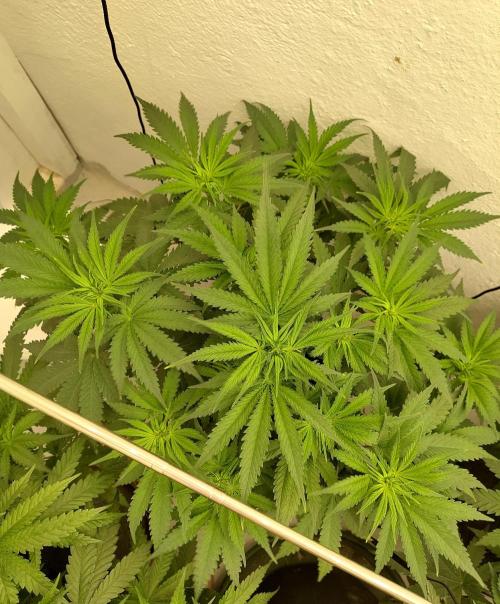 GHS White Rhino. Week 6