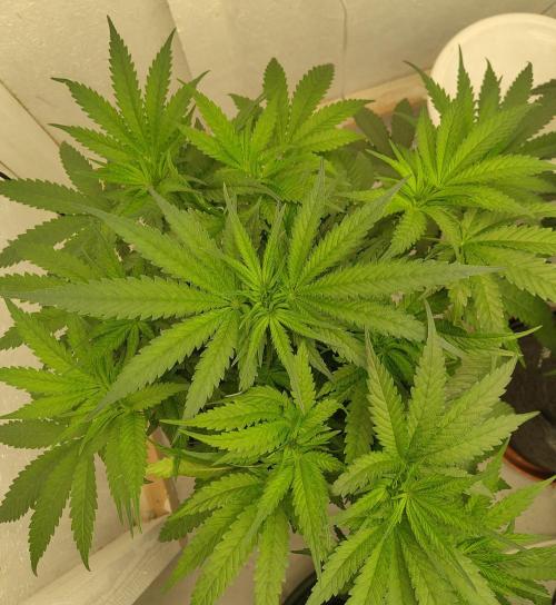 GHS White Rhino. Week 6