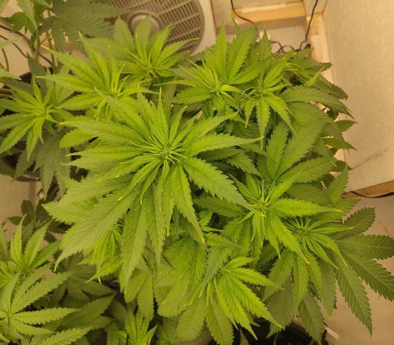 White Rhino. Week 6