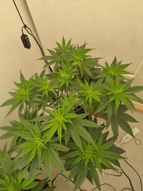 GHS White Rhino. Week 6