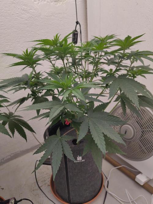 GHS White Rhino. Week 6