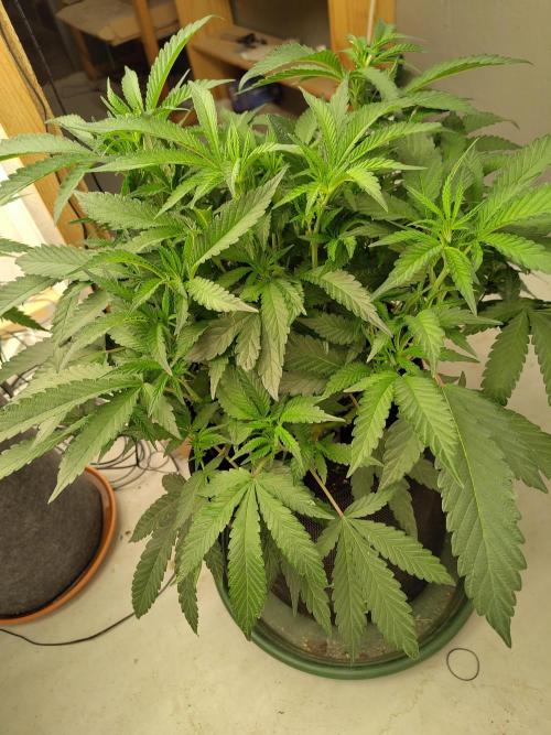 Orange cake (mystery strain). Week 5
