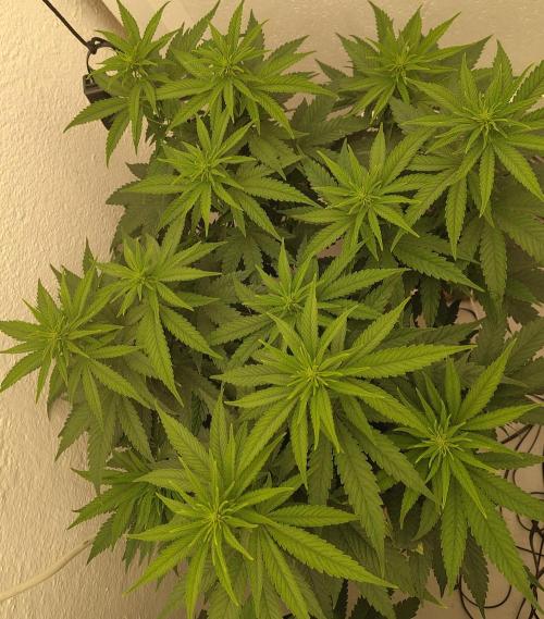 GHS White Rhino. Week 7