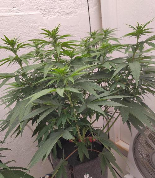 GHS White Rhino. Week 7