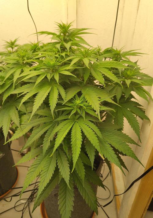 GHS White Rhino. Week 7