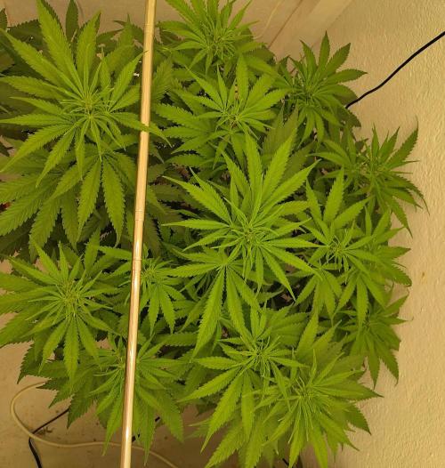 White Rhino. Week 7